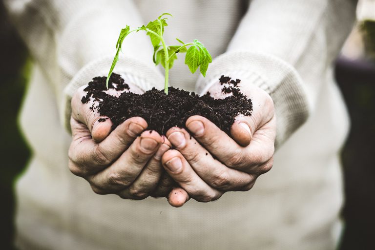 Fruits Tree Planting