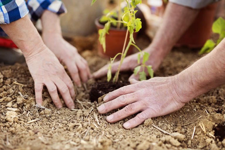 Medicinal Tree Planting