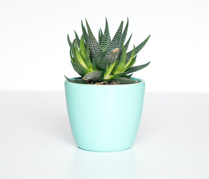  Green succulent in teal ceramic